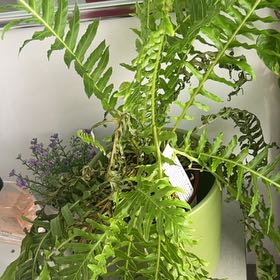 Photo of the plant species Silver Lady Fern by @rach326 named Tolkien on Greg, the plant care app