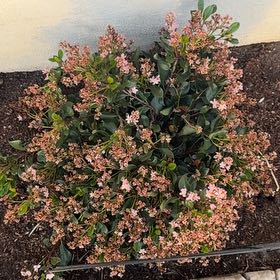 Photo of the plant species Indian Hawthorn by @TryRoussea41 named Bruce Lee on Greg, the plant care app
