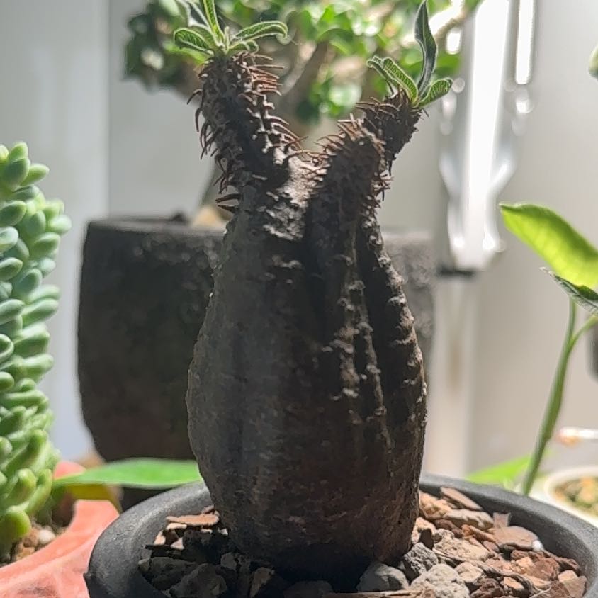 Photo of the plant species Pachypodium Gracilius by @PetAgarito62 named Sol on Greg, the plant care app