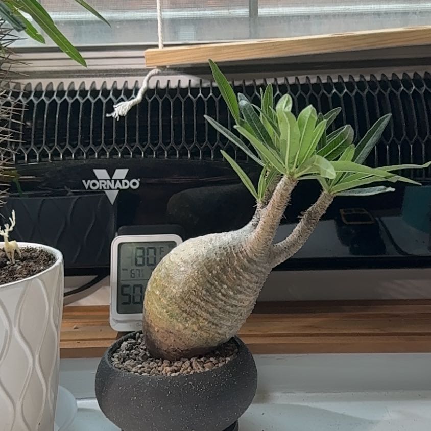 Y2FyZS1wbGFudC1wcm9maWxlL3VzZX