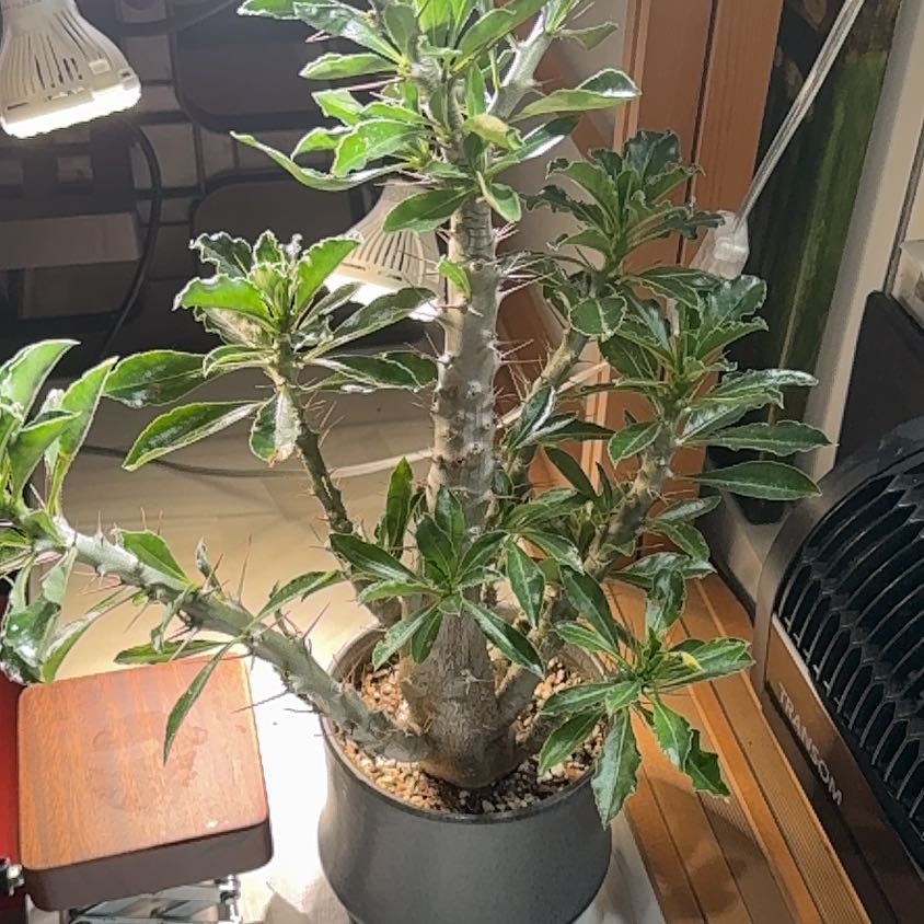 Photo of the plant species Kudu Lily by @PetAgarito62 named Xena on Greg, the plant care app