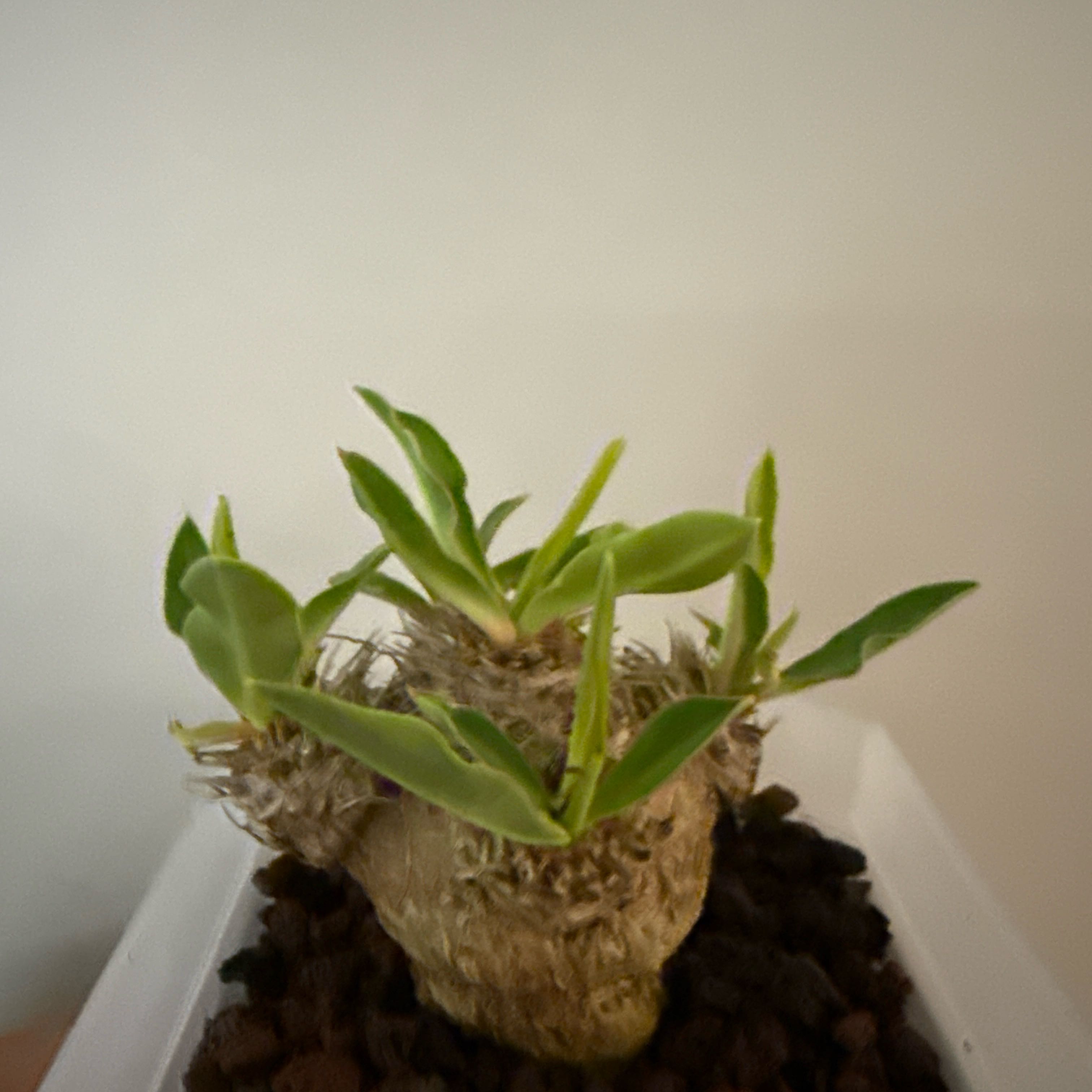 Photo of the plant species Euphorbia parvimedusae by @PetAgarito62 named Marilyn on Greg, the plant care app