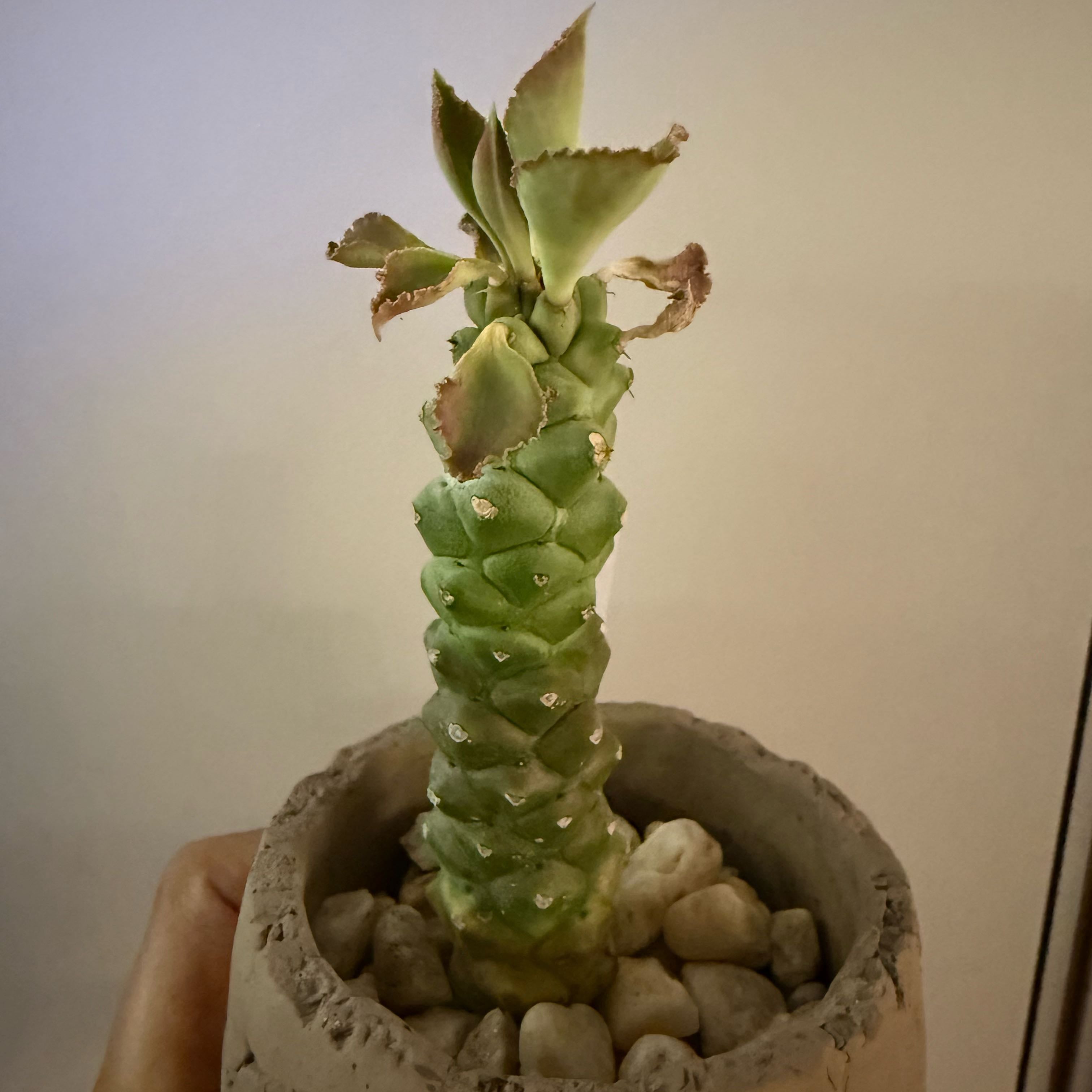 Photo of the plant species Euphorbia ritchiei by @PetAgarito62 named Coco on Greg, the plant care app