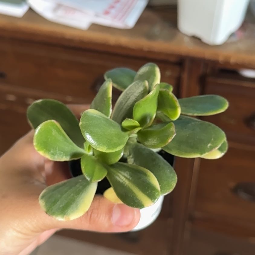 Photo of the plant species Crassula Obliqua by @RadGollum10 named Cleopatra on Greg, the plant care app
