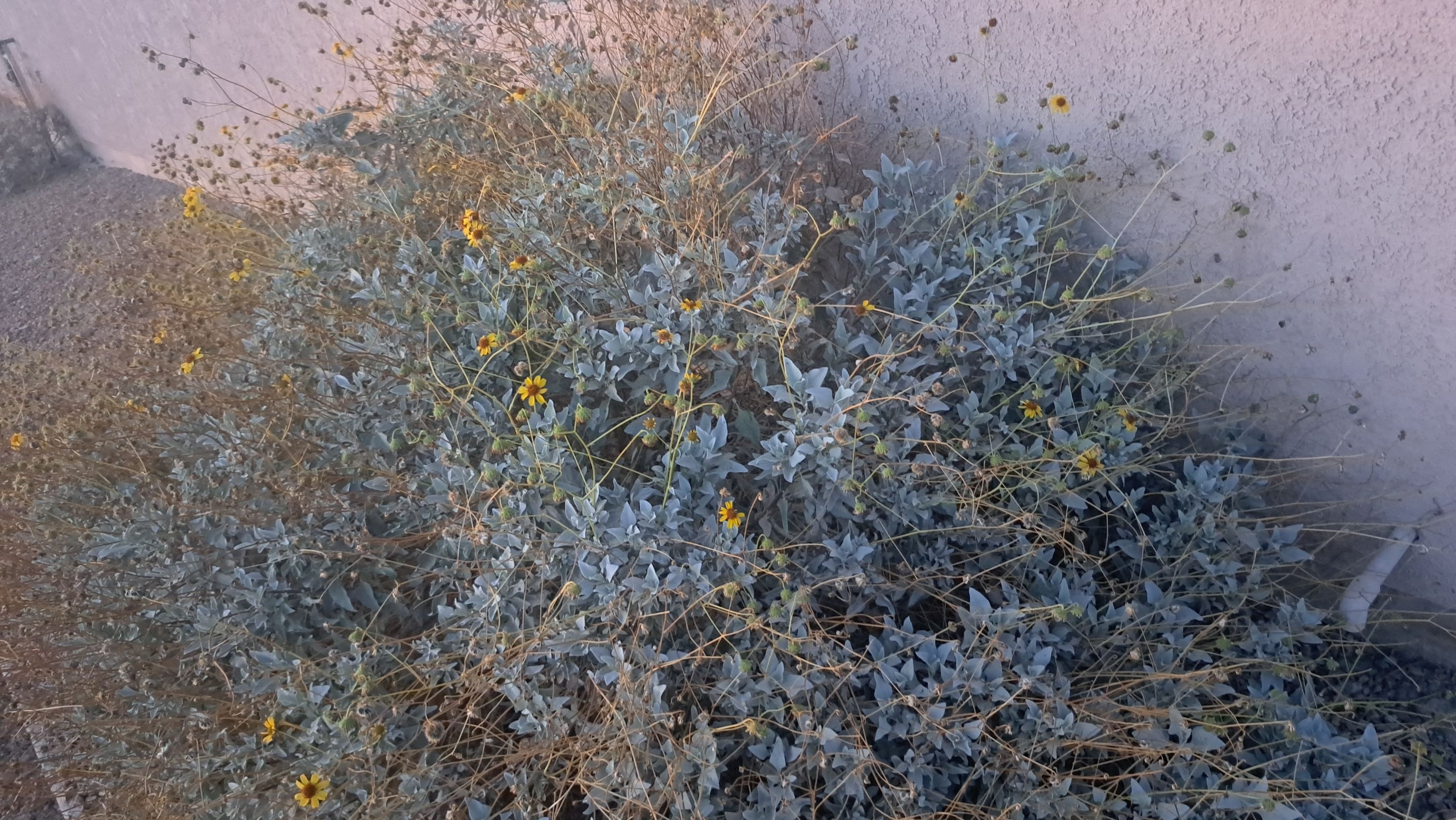 Photo of the plant species Brittlebush by @CrescentCrptra named Brittlebush 1 on Greg, the plant care app