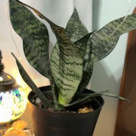 Photo of the plant species Snake Plant by @GoldYerbasanta named ChloroPhil on Greg, the plant care app