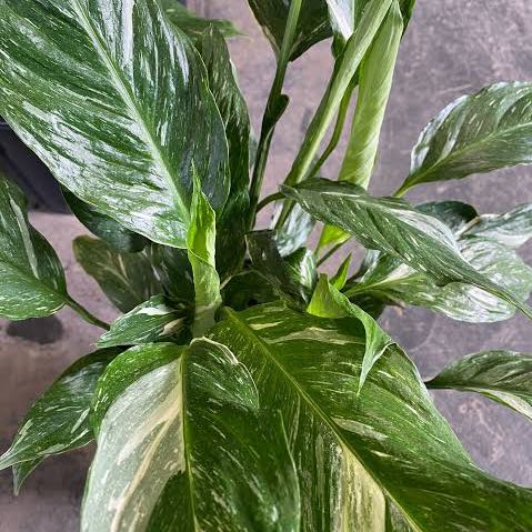 Photo of the plant species Variegated Peace Lily by @MeekElephantear named Bigleef Smalls on Greg, the plant care app