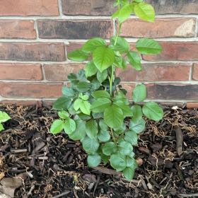 Photo of the plant species Tea Rose by @RousingOnion46 named Melody on Greg, the plant care app