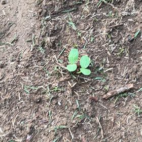 Photo of the plant species Crimson Sweet Watermelon by @RousingOnion46 named Remington on Greg, the plant care app
