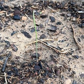 Photo of the plant species Red Onion by @RousingOnion46 named Lola on Greg, the plant care app