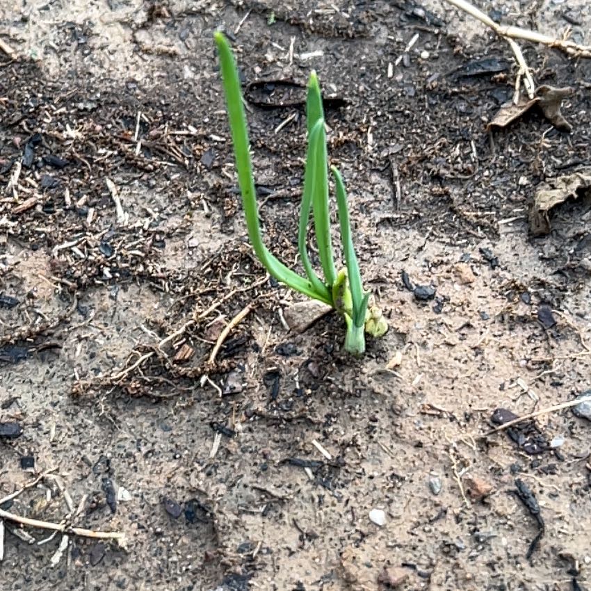 Photo of the plant species Sweet Onion by @RousingOnion46 named Sir Plancelot on Greg, the plant care app