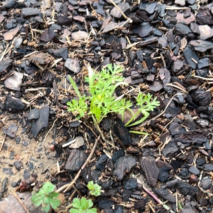 Photo of the plant species Carrot 'Nantes' by @RousingOnion46 named Leonardo on Greg, the plant care app