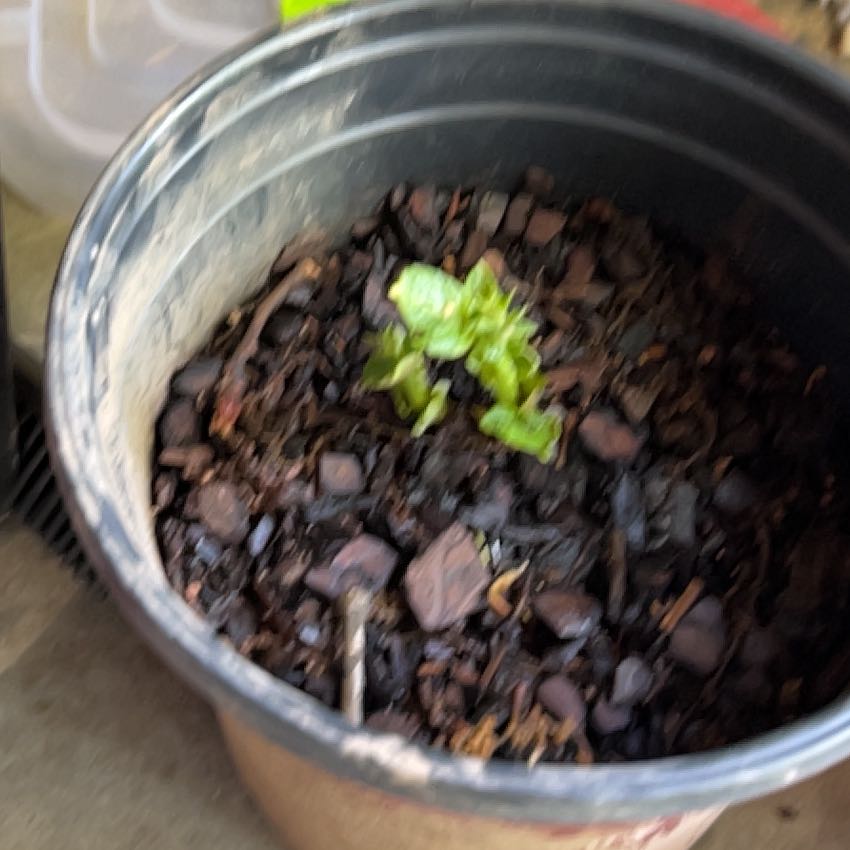 Photo of the plant species Potatoe by @RousingOnion46 named da Vinci on Greg, the plant care app
