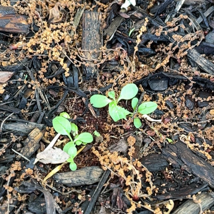Photo of the plant species Chinese Forget-Me-Not 'Blue Shower' by @RousingOnion46 named Doja Cat on Greg, the plant care app