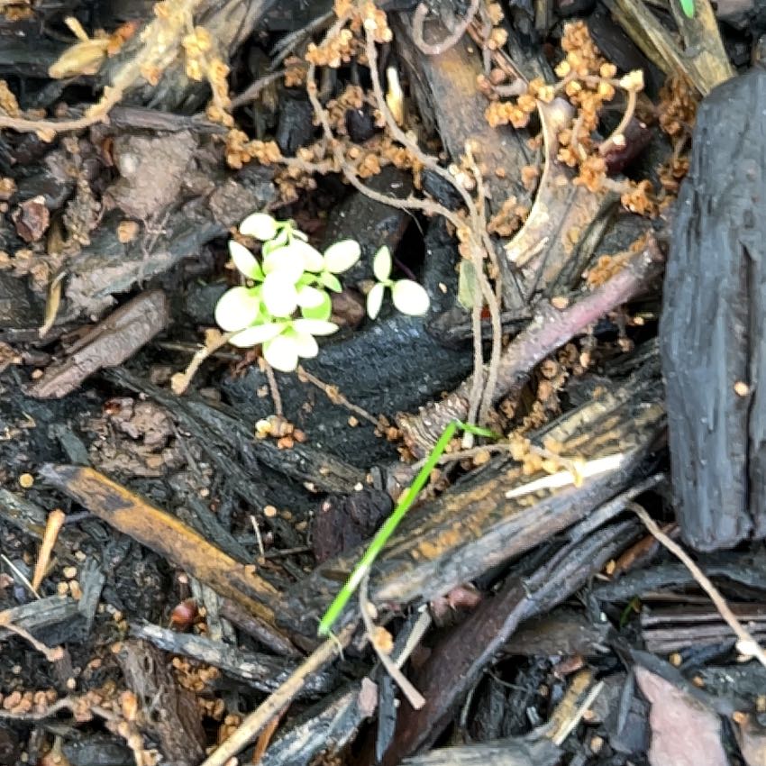 Photo of the plant species Snow Alyssum by @RousingOnion46 named Hemingway on Greg, the plant care app