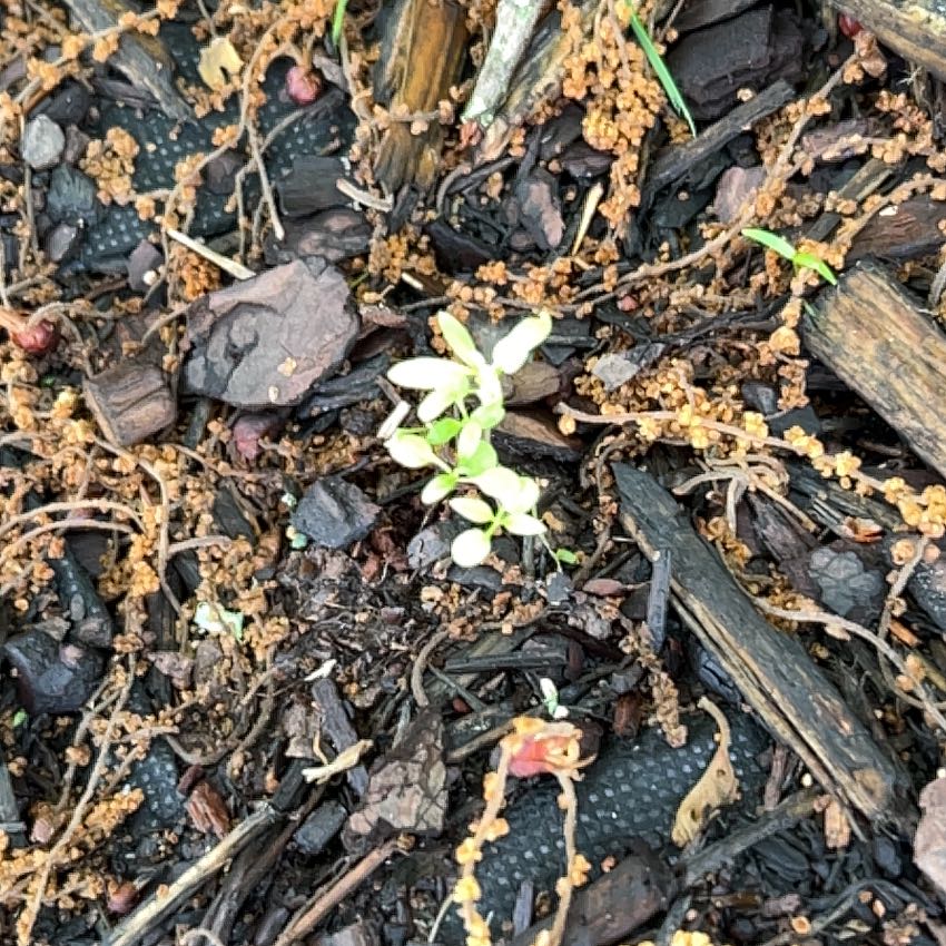 Photo of the plant species Gypsophila by @RousingOnion46 named Daphne on Greg, the plant care app