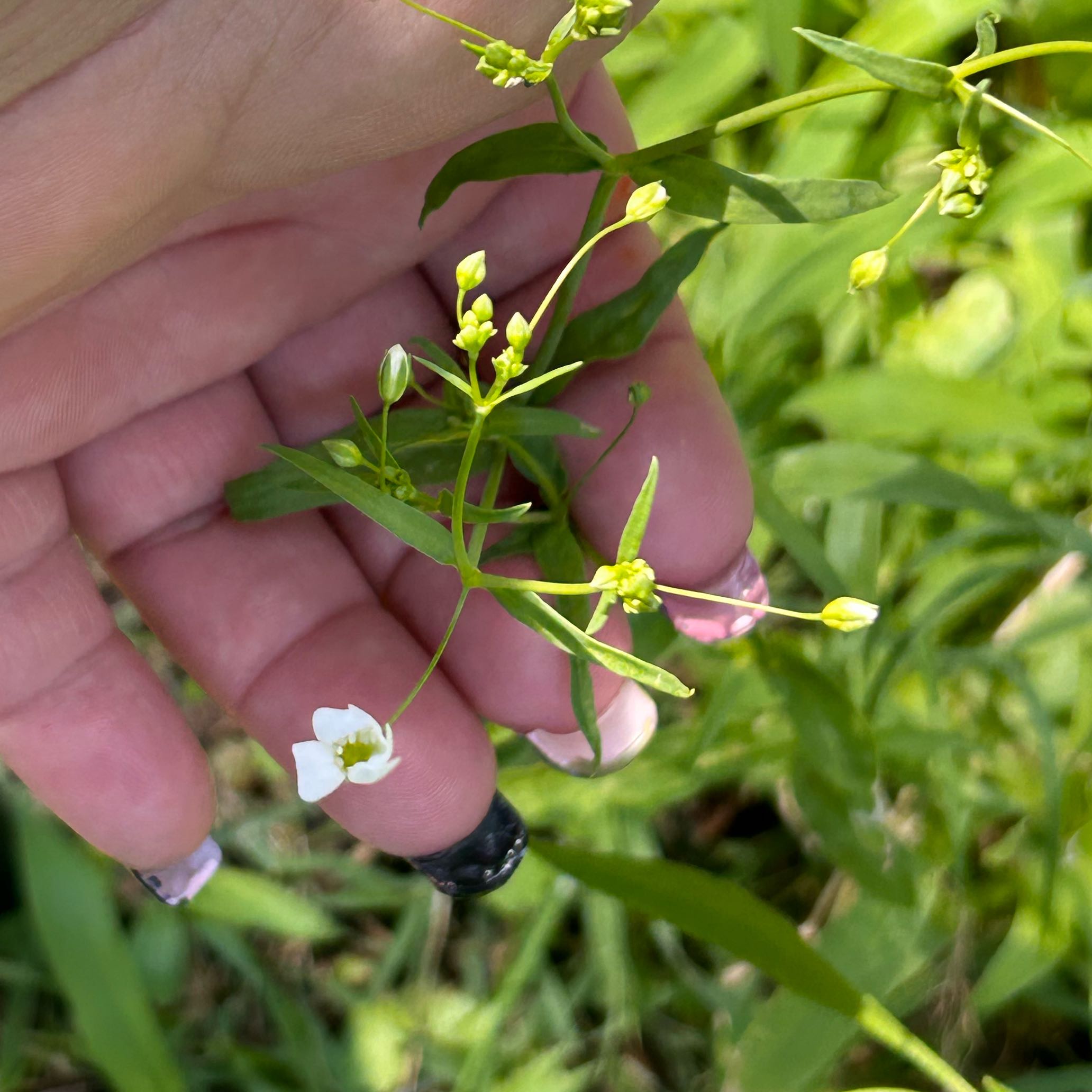 Photo of the plant species Flowering Spurge by @RousingOnion46 named Sanders on Greg, the plant care app