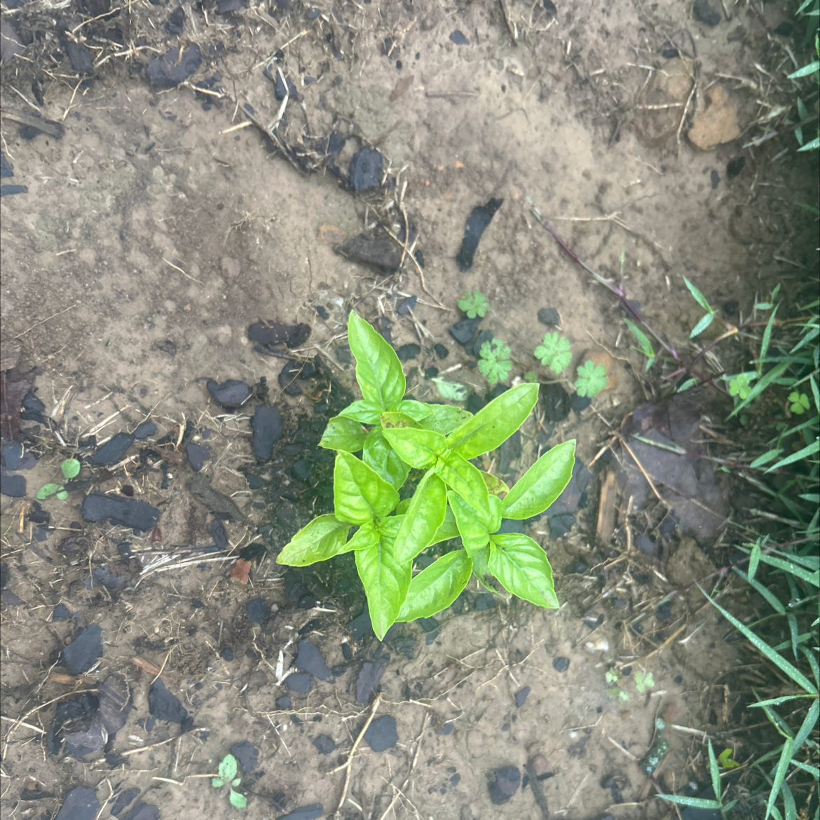 Photo of the plant species Wild Basil by @RousingOnion46 named Gregarious on Greg, the plant care app