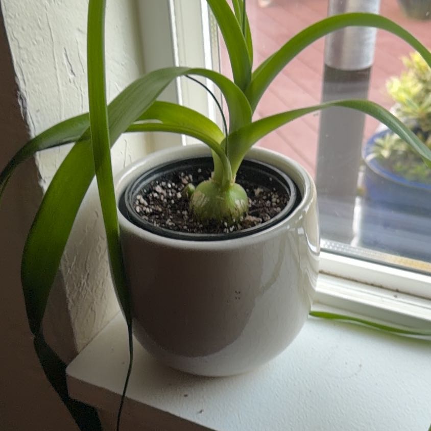 Photo of the plant species Albuca Bracteata by @HotPinoak86 named Ronaldo on Greg, the plant care app