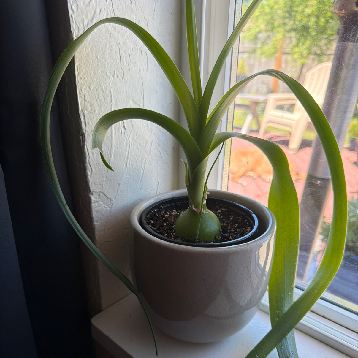 Photo of the plant species Pregnant Onion by @HotPinoak86 named Ronaldo on Greg, the plant care app