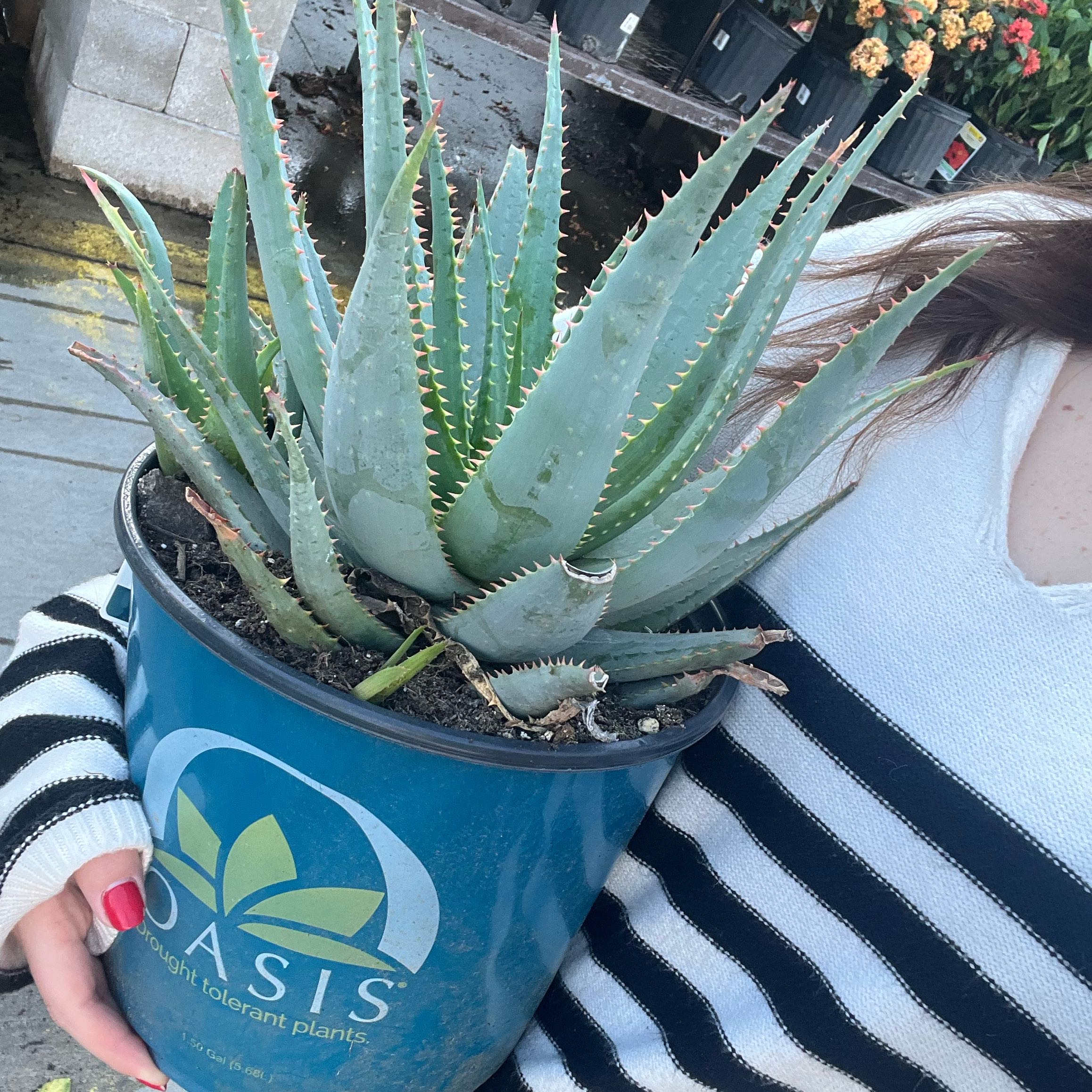 Photo of the plant species Blue Aloe by @HeartfeltPersia named Miley on Greg, the plant care app