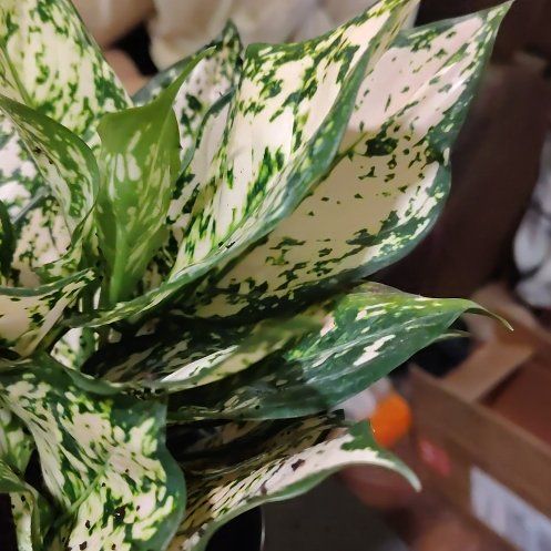Photo of the plant species Aglaonema Eileen by @prettypaper named Eileen on Greg, the plant care app