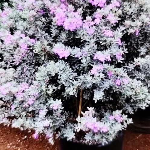 Photo of the plant species White Texas Sage by @VipDill79 named Hamilton on Greg, the plant care app
