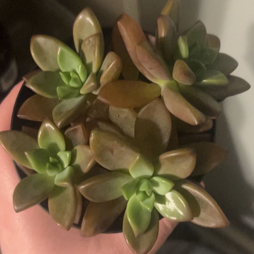 Photo of the plant species California Sunset by @WarmRedsky80 named Planty on Greg, the plant care app