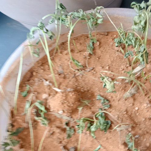 Photo of the plant species Yellow Horned Poppy by @VastCapesundew named Lavender on Greg, the plant care app