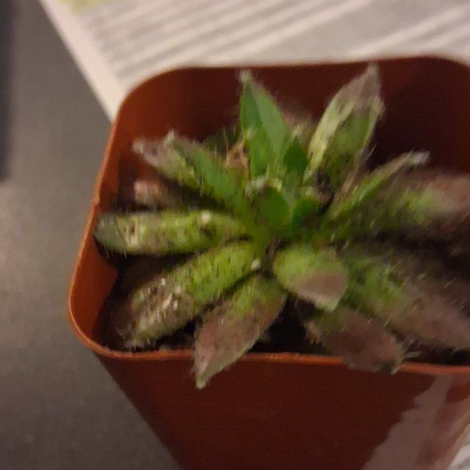 Photo of the plant species Spring Draba by @BreezySunbright named Emerson on Greg, the plant care app