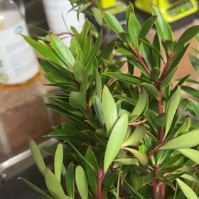 Photo of the plant species Tasmanian Pepperberry by @BrotherMahoe65 named Aria on Greg, the plant care app