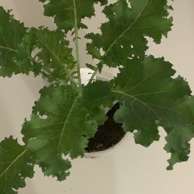 Photo of the plant species Curly Kale 'Reflex' by @FreshSeaoats86 named Planty on Greg, the plant care app
