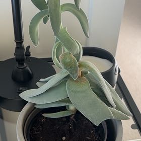 Tree Diddy