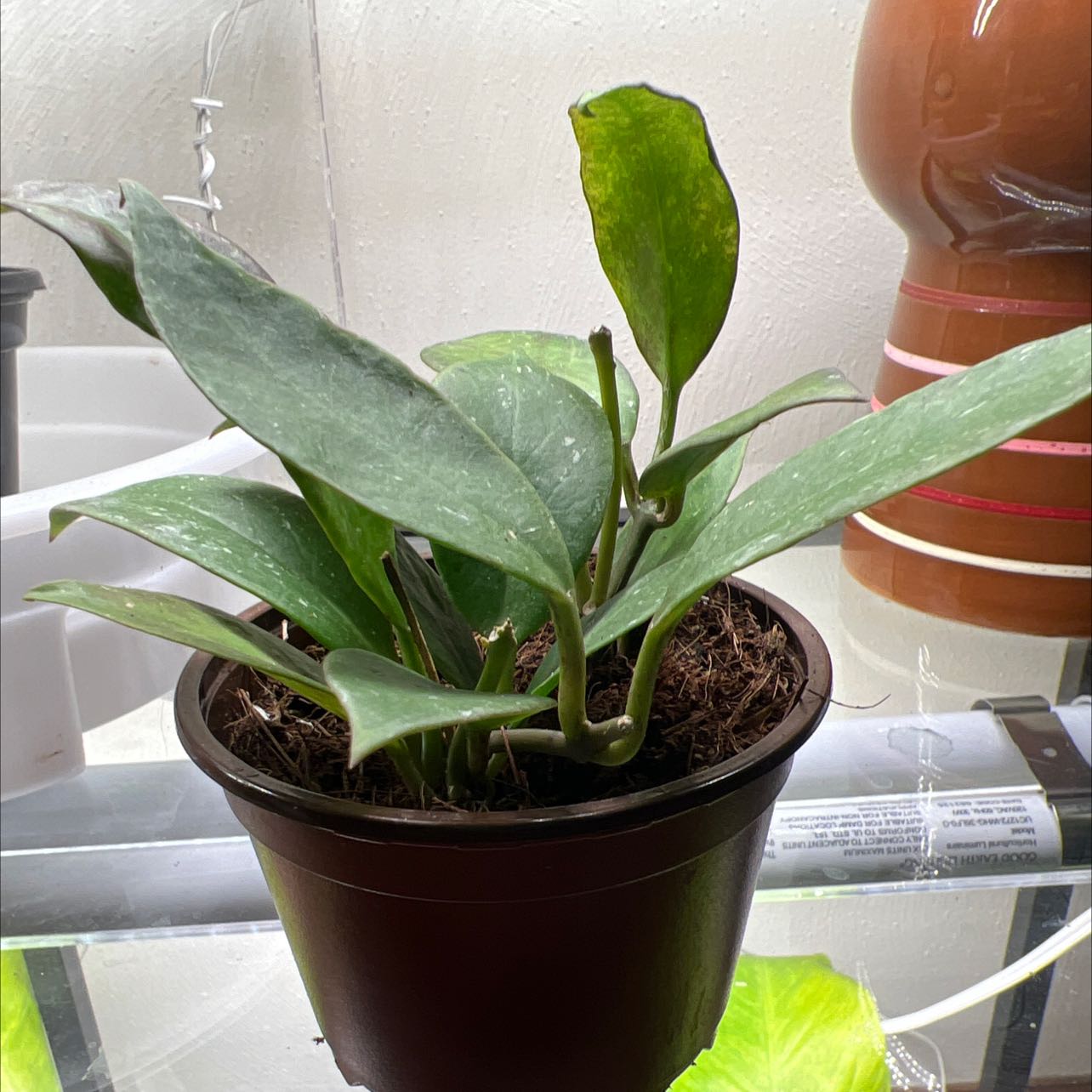 Hoya 'Sunrise' plant in a pot with healthy green leaves.
