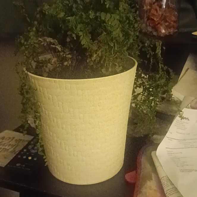 Photo of the plant species Valley Mist Fern by @IdolSaguaro85 named Franny on Greg, the plant care app