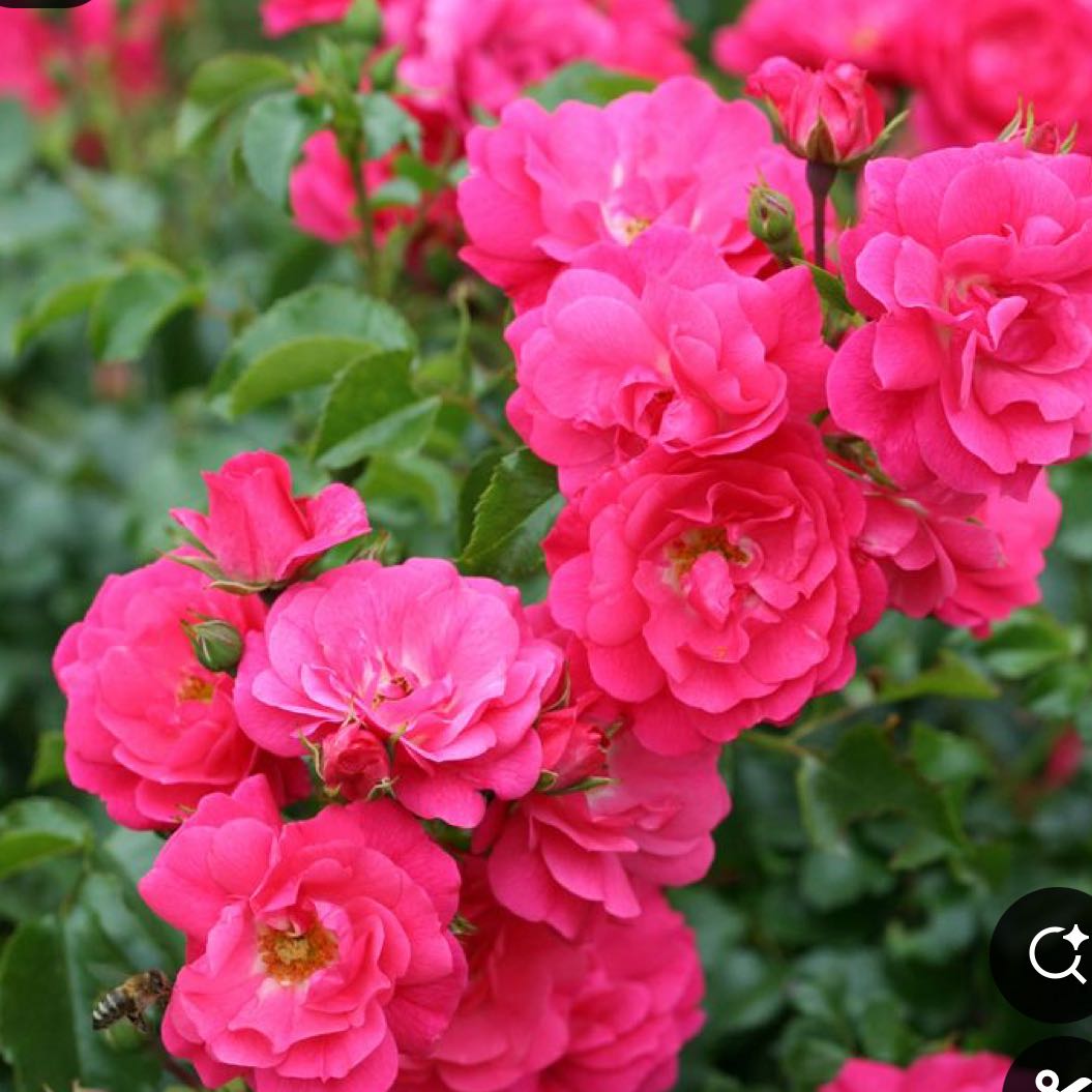 Photo of the plant species Flower Carpet Rose by @HeavenlyMedeola named Carpy on Greg, the plant care app