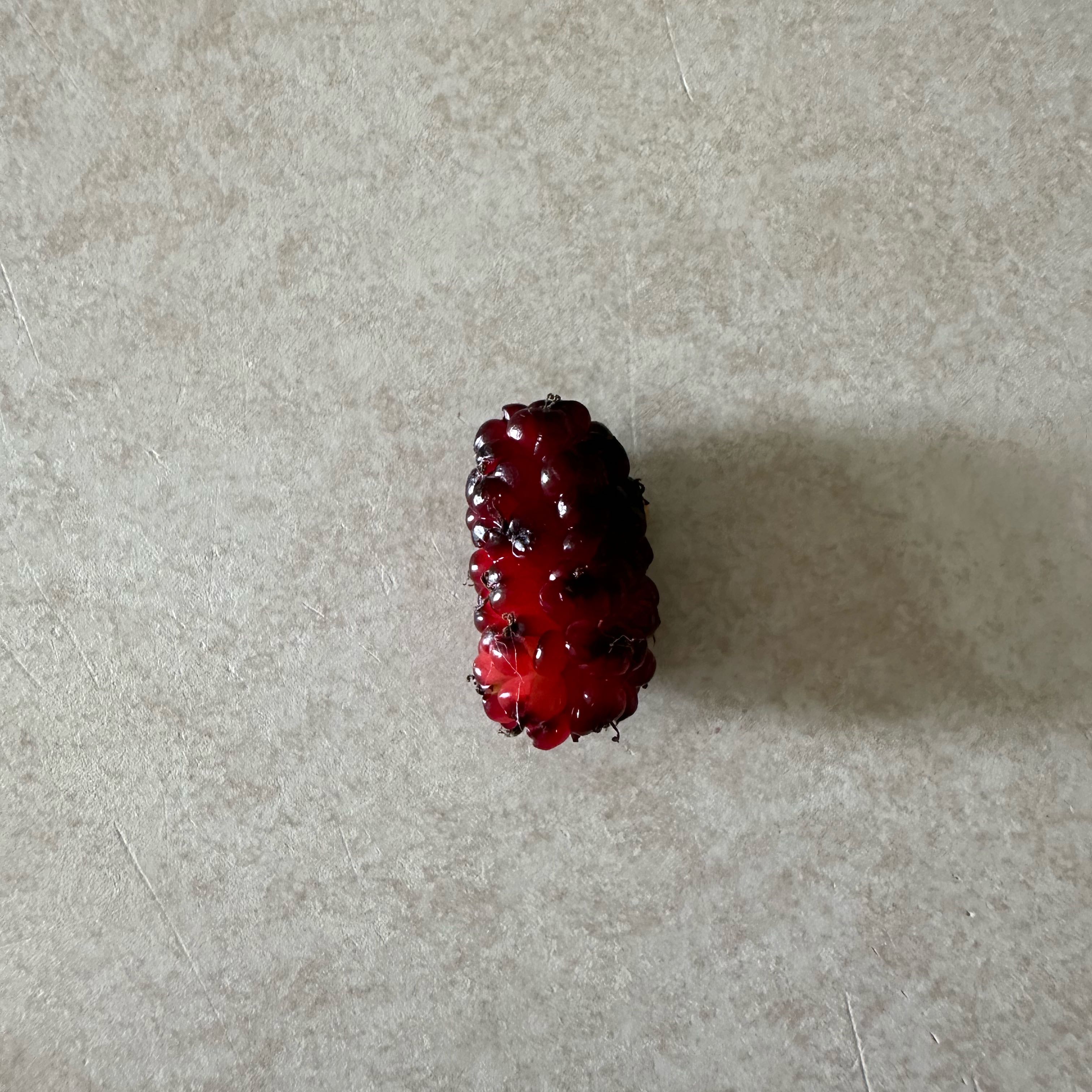 Photo of the plant species Black Mulberry by @HonoredSalal19 named Kesha on Greg, the plant care app