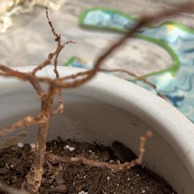 Photo of the plant species Weeping Bonsai Tree by @PureDeathcap64 named Marley on Greg, the plant care app