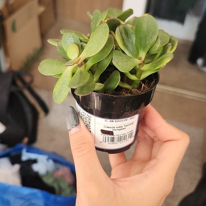 Photo of the plant species Carnival Variegata Jade by @HelperSplitrock named Muhammad Ali on Greg, the plant care app