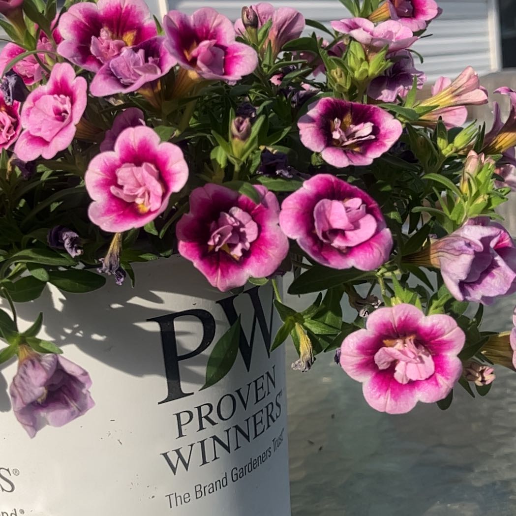 Photo of the plant species Calibrachoa Superbells® Double Smitten Pink™ by @ComicEcheveria named Xena on Greg, the plant care app