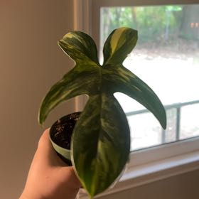 Photo of the plant species Variegated Horsehead Philodendron by @RegalGreenash48 named Robert Plant on Greg, the plant care app