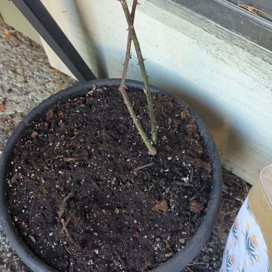 Photo of the plant species Zantedeschia 'Black Berry' by @HotFraserfir78 named Luna on Greg, the plant care app