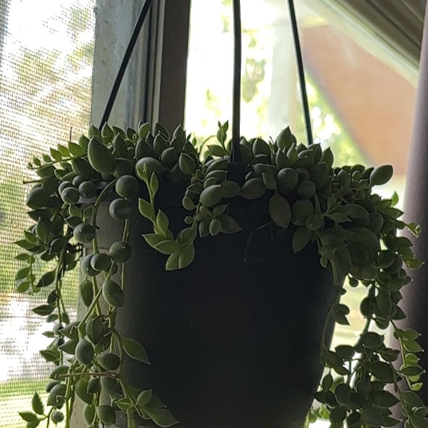 Photo of the plant species String of Teardrops by @SavorySiamtulip named Tiara on Greg, the plant care app