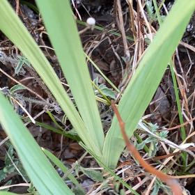 Photo of the plant species Pinepink by @LegitSweetflag named Fernie Saunders on Greg, the plant care app