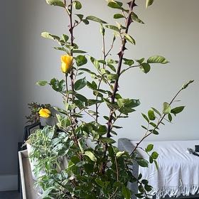 Photo of the plant species Yellow Climbing Rose by @ArcanaMajor named Sahara on Greg, the plant care app