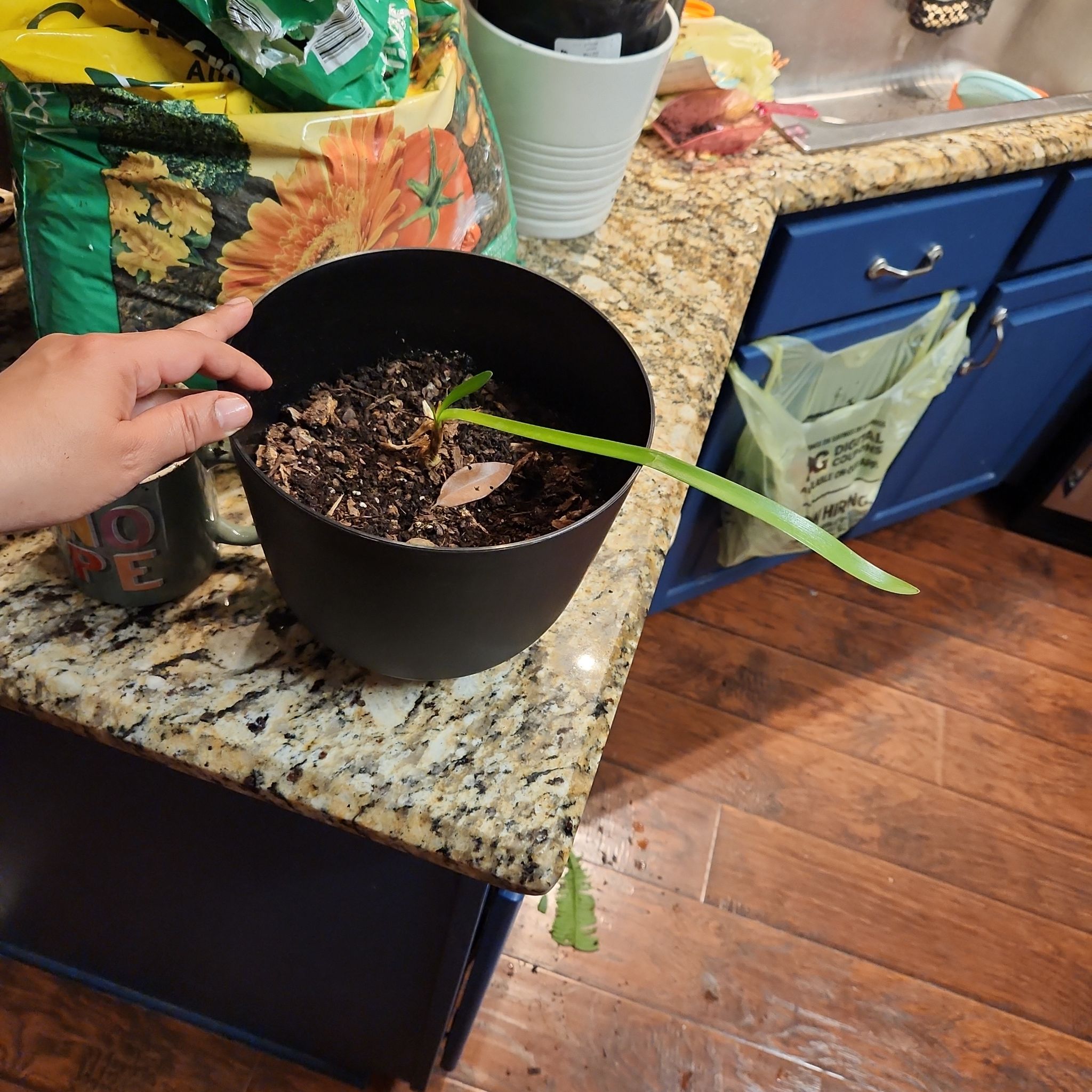 Photo of the plant species Florida Mimosa by @TryKaraka12 named Emerson on Greg, the plant care app