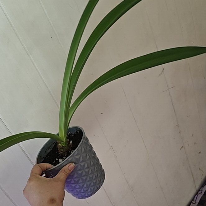 Photo of the plant species Amaryllis by @ChaoticSilenc3 named Amethyst on Greg, the plant care app