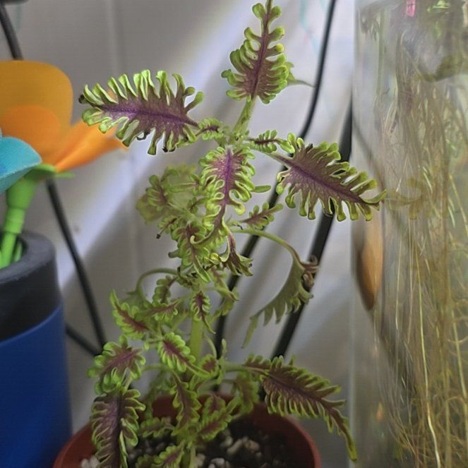 Photo of the plant species Coleus 'Skeletal' by @ChaoticSilenc3 named Walt on Greg, the plant care app