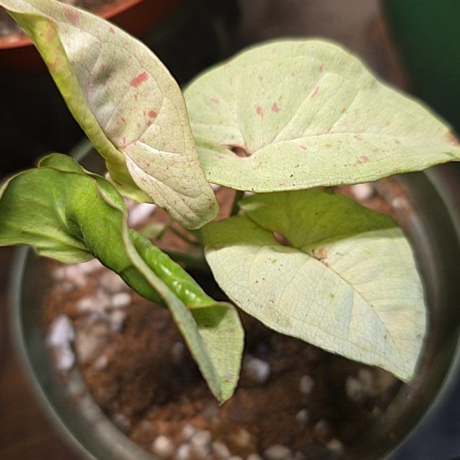 Photo of the plant species Milk Confetti by @ChaoticSilenc3 named Tree Diddy on Greg, the plant care app
