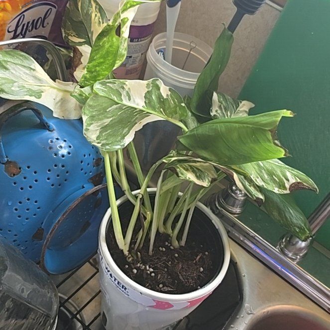 Photo of the plant species Monstera lechleriana by @ChaoticSilenc3 named Nebula on Greg, the plant care app
